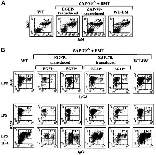 Fig. 6. B-cell development and Ig isotype switching following ZAP-70 gene therapy. / (A) The percentages of splenic B cells present in WT mice and ZAP-70−/− mice undergoing transplantation with WT BM or ZAP-70−/− progenitor cells transduced with either EGFP or ZAP-70 retroviral vectors were assessed by staining with a PE-conjugated αB220 mAb and a Cy-conjugated αIgM mAb. The percentages of B220+/IgM+ cells are noted. (B) To assess IgG3 and IgG1 isotype switching, splenocytes were cultured in the presence of LPS and LPS plus IL-4, respectively. After 6 days of culture, cells were collected and stained with αIgG1 and αIgG3 mAbs. The percentages of B220+/IgG3+ and B220+/IgG1+ cells within the EGFP−and EGFP+ splenocyte populations of ZAP-70−/−mice undergoing transplantation with control EGFP or ZAP-70/EGFP retroviral vectors are indicated. Data are representative of results obtained using B cells isolated from 3 individual mice in each group.