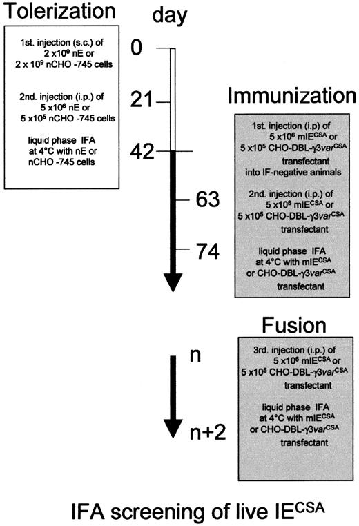 Fig. 1. Procedure for the development of mAbs specific for. / P falciparum IE surface antigens. B cells of 24- to 48-hour-old Balb/c mice were rendered tolerant to nEs and CHO-745 by subcutaneous injection of 2 × 109 cells. Mice were given a boost 21 days later by intraperitoneal injection of 5 × 106 nEs or 5 × 105 nCHO-745 cells. Tolerant animals were identified by L-IFA with a 1:10 dilution of serum, 21 days after the boost (day 42). Animals given no IF or only weak IF were then immunized and boosted with 5 × 106mIECSA or 5 × 105 CHO–DBL-γ3 transfectant. Spleen cells from animals that responded (day 74) to mIECSA or DBL-γ3 were then used to raise mAbs by fusing these cells with P3U1 cells. The specific antiparasite surface immune responses were assessed by L-IFA.