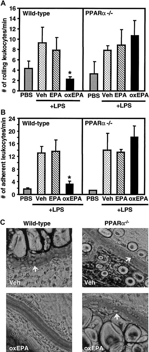 Fig. 4. Effect of oxidized EPA on leukocyte rolling and adhesion in mesenteric venules in wild-type and PPARα-deficient mice. / Wild-type or PPARα-deficient mice (PPARα−/−) were given an intraperitoneal injection of vehicle (Veh) alone, native EPA, or oxidized EPA (oxEPA) 1 hour prior to injection of LPS. Five hours later mice were anesthetized and mesenteric venules were observed. Rolling (A) and adherent leukocytes (B) were determined; n = 5 to 7 for each group of mice. *P < .03 compared with Veh + LPS (wild type) and oxidized EPA + LPS (PPARα−/−). (C) Representative photographs of leukocytes interacting with the vessel wall (arrows) in LPS-stimulated wild-type and PPARα−/− mice, after indicated treatments, are shown. Pictures were taken with a × 32 objective.
