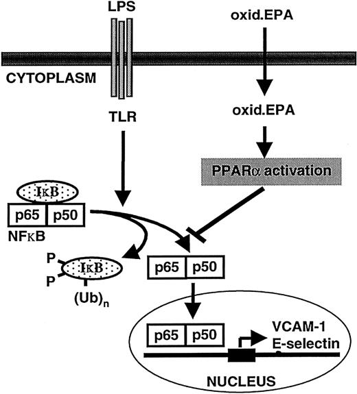 Fig. 5. Model of the mechanism of oxidized EPA-mediated down-regulation of LPS-induced endothelial-leukocyte interactions. / LPS interacts with the toll-like receptor (TLR) on endothelial cells, which ultimately leads to the phosphorylation of the NFκB inhibitor IκB, which is subsequently rapidly polyubiquinated and degraded by the proteosome. Released NFκB subunits (p65/p50) translocate from the cytoplasm to the nucleus where they bind to NFκB response elements on target genes such as E-selectin and VCAM-1 and drive their transcription. Oxidized EPA is taken up by endothelial cells and activates PPARα. PPARα inhibits NFκB activation through partially understood mechanisms and thus abrogates target gene expression. Subsequent down-regulation of LPS-inducible leukocyte adhesion molecule expression at the cell surface leads to a reduction in leukocyte-endothelial interactions.