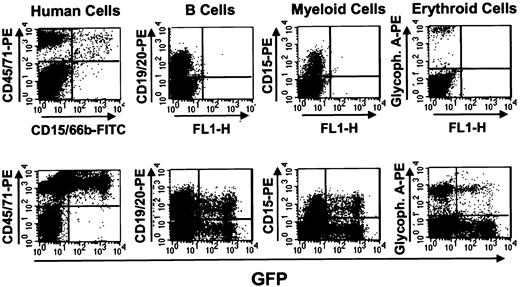 Fig. 3. Detection of human GFP+ cells in mice that received transplants of transduced human fetal liver cells 6 weeks previously. / NOD/SCID mice that received transplants of mock-transduced (top panels) and MSCV-HS2-β-globin-GFP virus-transduced (bottom panels) human fetal liver cells were killed after 6 weeks and the marrow cells analyzed by FACS after staining with antibodies to the different human hematopoietic lineages shown. In this example a high degree of engraftment with human cells was attained in both mice (left panels) and in the recipient of transduced cells, a high proportion of all lineages of human cells produced were GFP+.