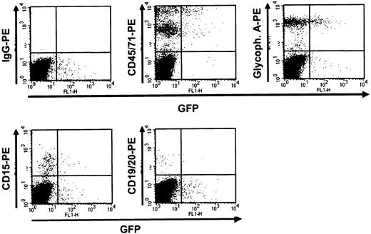 Fig. 5. GFP+ human cells present in NOD/SCID-β2m−/− mice that received transplants of MSCV-HS2-β-globin-GFP–-transduced human cord blood cells 3 weeks previously. / Mice received transplants of cells transduced as described in the text and marrow cells removed 3 weeks later were then analyzed by FACS for GFP and expression of human lineage–specific markers. Results shown here are for cells from a representative mouse. The top left panel shows results for cells not stained with the antihuman antibodies.