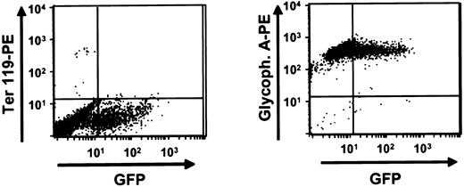 Fig. 6. Production of human erythroid cells in liquid expansion cultures. / Marrow cells obtained from mice engrafted for 6 weeks with transduced human fetal liver cells were placed in liquid expansion cultures and maintained for 3 weeks as described in “Materials and methods” at the end of which they were stained with antihuman glycophorin A (right panel) and Ter 119 (left panel) to detect any amplified murine erythroid cells. Shown here is the FACS dot plot obtained from a representative experiment in which the cells used to initiate the culture were from an engrafted NOD/SCID-β2m−/− mouse.