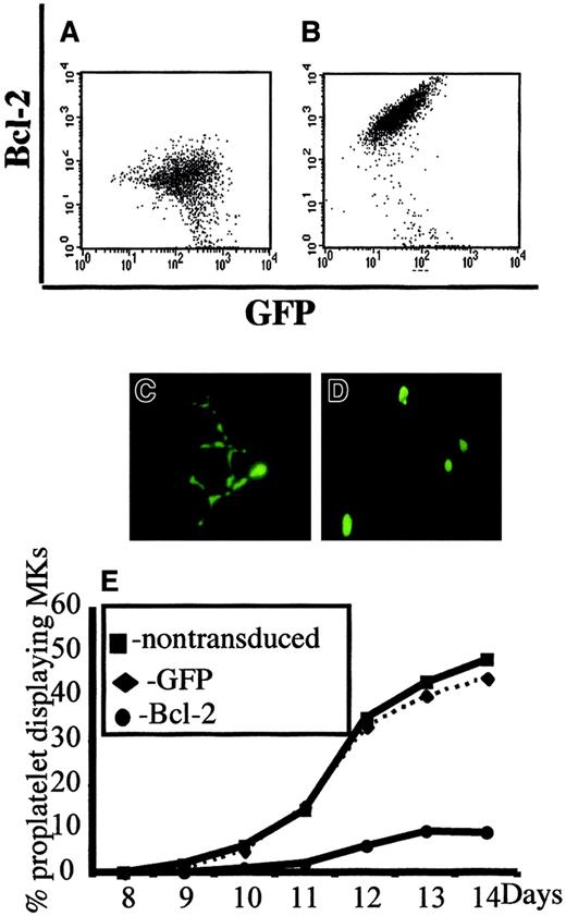 Fig. 2. Inhibition of platelet formation by Bcl-2 overexpression. / Bone marrow CD34+ cells were cultured in the presence of TPO. At day 6, cells were cocultured for 2 days with cells producing either the MFG-GFP or MFG-BIG virus. MKs transduced by the retroviral vectors were sorted on the expression of CD41 (R-PE) and GFP. GFP+ CD41+ and CFP−CD41+ cells were subsequently cultured with TPO and proplatelet formation was studied. Panels A and B: analysis by flow cytometry of the correlation between GFP and Bcl-2 expression in MFG-GFP–transduced cells (A) and MFG-BIG–transduced cells (B). In these cells a linear relationship between GFP and Bcl-2 is observed. Panels C and D: representative MKs obtained after MFG-GFP and MFG-BIG transduction. Proplatelet-forming MKs expressing GFP are found after transduction with the MFG-GFP virus (C), while MKs expressing GFP remain round after transduction with the MFG-BIG virus (D). Original magnification, × 150. Panel E: Kinetics of proplatelet formation in Bcl-2–overexpressing MKs. The graph shows a significant inhibition of proplatelet formation by Bcl-2–overexpressing MKs (one experiment made in triplicate). Experiments were repeated 3 times and yielded similar results each time.