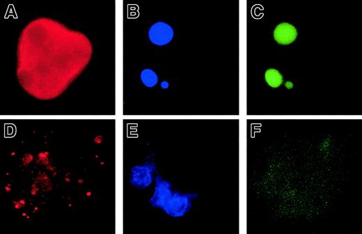 Fig. 7. No DNA fragmentation is detected in MKs with a localized activation of caspase-3. / A double staining between the anti–caspase-3a Ab (red) and the TUNEL technique (green) was performed. The nucleus was labeled with DAPI. Panels A-C: an apoptotic MK that exhibited a condensed chromatin (B) is stained in green by the TUNEL technique (C). This MK has a diffuse and strong labeling by the anti–caspase-3a Ab (A). In panels D- F, a maturing MK is illustrated. Chromatin does not show signs of condensation (E). No DNA fragmentation is detectable by the TUNEL technique (F). However, a granular pattern of labeling by the anti–caspase-3a Ab is observed (D). Original magnification, × 630.