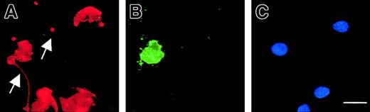 Fig. 9. Compartmentalized membrane exposure of phosphatidylserine in proplatelet-displaying MKs. / Live 13-day-old budding MKs were stained with FITC–annexin V (B) and counterstained with a R-PE anti-CD41 mAb (A) as well as Hoechst 3324 (C). Note that in the entire MK-forming platelet, the proplatelets (arrow) does not stain with annexin V, although the central part of the MK is positive for annexin V, indicating localized membrane phosphatidylserine exposure. The arrowhead points to a proplatelet (annexin negative) originating from another MK that is not shown in this field. In the other MKs, no staining with FITC–annexin V is observed. Scale bar equals 20 μm.