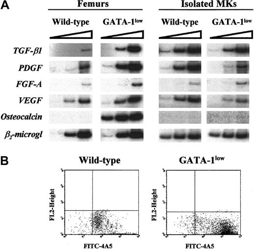 Fig. 5. (A) RT-PCR expression of Mk (TGF-β1, PDGF, FGF-A, and VEGF) and osteoblast-derived growth factors (osteocalcin) in the whole femurs (left panel) and in Mk cells (right panel) isolated from the spleens of wild type and Gata-1low mice. / β2-microglobulin was amplified as positive control, and mock-extracted RNA was amplified as negative control (not shown). Each product was amplified for increasing numbers of cycles within the linear portion of the respective amplification kinetics (21, 24, and 27 cycles for β2-microglobulin and 25, 30, and 35 cycles for all the other genes), as indicated by the triangle on the top of the panel. Similar results were obtained in 2 additional experiments. (B) Flow cytometry reanalysis for purity of the Mk cells isolated by immunomagnetic selection from the spleens of wild-type (left) and GATA-1low (right) mice as described in “Materials and methods” and used for the RT-PCR shown in panel A.