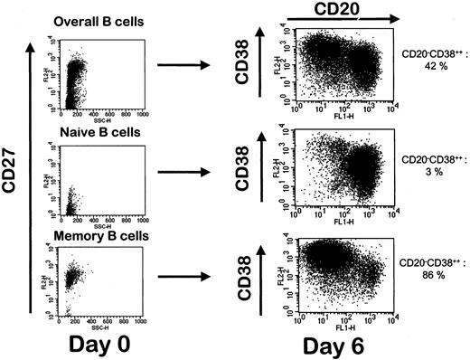 Fig. 2. Differentiation of naive and memory B cells into polyclonal plasmablastic cells. / CD19+ B cells, CD19+CD27− naive B cells and CD19+CD27+ memory B cells were cell-sorted after double-staining with FITC-labeled anti-CD19 and PE-labeled anti-CD27 mAb. The 3 B-cell subsets isolated from the same donor were cultured as described in “Materials and methods,” and the percentage of CD20−/CD38++ cells was evaluated on day 6. Data shown are from 1 of 2 representative experiments.