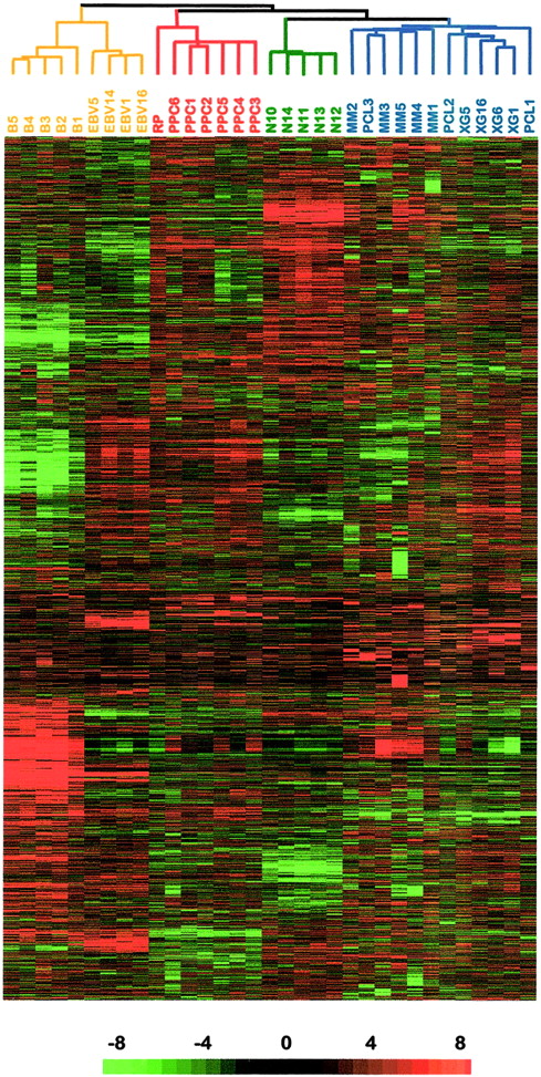Fig. 5. Hierarchical clustering of gene expression data. / Five purified PB B cells (B1 to B5), 4 lymphoblastoid B cell lines (EBV-1, EBV-5, EBV-14, and EBV-16), 8 primary myeloma samples (MM1 to MM5 and PCL1 to PCL3), 4 MM cell lines (XG-1, XG-5, XG-6, and XG-16), and purified polyclonal plasma cells from 1 patient with reactive plasmacytosis (RP), 6 purified PPC samples (PPC1 to PPC6), and 5 normal bone marrow–derived plasma cells were studied using the Affymetrix HuGeneFL array. Each row represents a single gene and each column a single sample. The relative expression of each gene was visualized with color variation from green (weak expression) to red (high expression). Black indicates median expression.