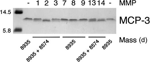 Fig. 1. Specificity of MMP cleavage of MCP-3. / Tris-tricine gel analysis and masses obtained by electrospray ionization mass spectrometry of MCP-3 cleavage products produced by MMP activity. APMA-activated MMP (1 ng) was incubated with 1 μg MCP-3 in CAB assay buffer at 37°C for 8 hours. Aliquots were taken for mass spectroscopic analysis, and the reaction was stopped by the addition of SDS-PAGE sample buffer prior to electrophoresis. The mass of the molecular weight markers is indicated.