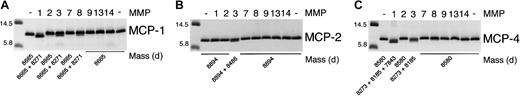 Fig. 2. MMP cleavage of MCP-1, MCP-2, and MCP-4. / Tris-tricine gel analysis and masses obtained by electrospray ionization mass spectrometry of MCP-1, MCP-2, and MCP-4 cleavage products produced by MMP activity. APMA-activated MMP (1 ng) was incubated with 1 μg MCP in CAB buffer at 37°C for 8 hours. Reaction was stopped by the addition of SDS-PAGE sample buffer. The mass of the molecular weight markers is indicated.