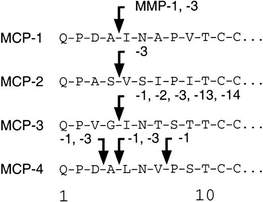Fig. 3. MMP cleavage sites of MCP-1, MCP-2, and MCP-4. / A schematic summarizing the sites of MMP-mediated processing of the 4 human MCPs.