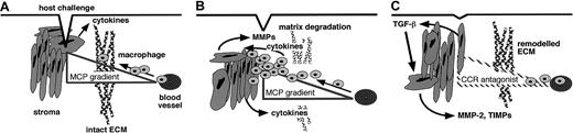Fig. 9. Model of MMP regulation of chemokine action and inflammation. / (A) In response to host challenge, cytokines are released, and a chemotactic gradient is bound in the matrix to attract leukocytes from the vasculature. (B) Infiltration requires matrix proteolysis, predominantly by leukocyte-derived MMP-8 and MMP-9. As the cellular infiltrate builds, growth factors and cytokines are released by infiltrating cells and induced stromal cells. Stromal cells respond to autocrine and paracrine cytokine stimulation by increasing MMP expression. (C) In addition to clearance of matrix protein fragments, MMP activity converts MCP chemoattractants to CCR-1, CCR-2, and CCR-3 antagonistic derivatives, which both disrupt retention and reduce recruitment of the cellular components of the inflammatory infiltrate. With time, general MMP expression is suppressed, concomitant with increased MMP-2 and TIMP levels under the influence of transforming growth factor–β1 (TGF-β1), which orchestrates the final remodeling of the extracellular matrix.