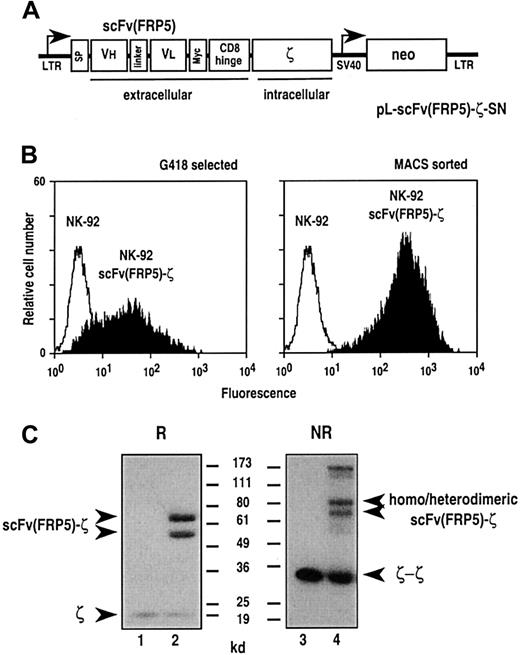 Fig. 1. Transduction of NK-92 cells with retroviral vector pL-scFv(FRP5)-ζ-SN. / (A) Schematic representation of the pL-scFv(FRP5)-ζ-SN construct. The Moloney murine leukemia virus 5′ long terminal repeat (LTR) controls the expression of the chimeric antigen receptor scFv(FRP5)-ζ, which consists of an N-terminal immunoglobulin heavy-chain leader peptide (SP), the ErbB2-specific single-chain antibody scFv(FRP5), a Myc-tag, the hinge region of murine CD8α, and the murine CD3 ζ chain. The neomycin-resistance gene for G418 selection of transduced cells is driven by the SV40 early promoter. (B) Surface expression of chimeric scFv(FRP5)-ζ antigen receptor. NK-92 cells successfully transduced with the retroviral vector (NK-92-scFv(FRP5)-ζ cells) were selected with G418 (left panel). Cells expressing high levels of the chimeric antigen receptor were enriched by sorting with Myc-tag specific mAb 9E10 and goat anti-mouse IgG–coated magnetic beads (right panel). After each selection step surface expression of scFv(FRP5)-ζ was determined by FACS analysis using mAb 9E10 and FITC-labeled goat anti-mouse secondary antibody . Parental NK-92 cells served as a control. (C) Immunoblot analysis of scFv(FRP5)-ζ expression. Lysates of NK-92 (lanes 1 and 3) and transduced NK-92-scFv(FRP5)-ζ cells (lanes 2 and 4) were separated by SDS-PAGE under nonreducing (NR) or reducing (R) conditions. Immunoblot analysis was performed with a CD3 ζ chain–specific mAb followed by horseradish peroxidase (HRP)–conjugated anti-mouse antibody and chemiluminescent detection. The positions of endogenous and chimeric CD3 ζ proteins and of molecular weight standards (kd) are indicated.