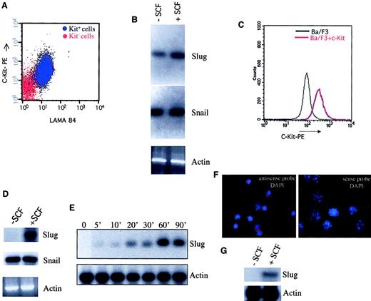 Fig. 1. Activation of c-kit receptor for SCF specifically induces Slug expression. / LAMA 84 cells (A) and Ba/F3 cells engineered to express c-kit (C) were stained with a monoclonal antibody recognizing c-kit and analyzed by flow cytometry (c-kit− cells in panel A were unstained LAMA 84 cells). Expression of Slug and Snail was analyzed by RT-PCR in LAMA 84 cells (B) and in Ba/F3 cells engineered to express c-kit (D) in the absence and in the presence of SCF for 60 minutes at 37°C (100 ng/mL). PCR products were transferred to a nylon membrane and were analyzed by hybridization with end-labeled internal oligonucleotide probes specific for each gene. β-Actin was used to check cDNA integrity and loading. (E) Ba/F3 cells that express c-kit were incubated for the indicated periods of time with SCF (100 ng/mL) at 37°C. After incubation, Slug and actin expression were determined by Northern blot analysis. (F, G) Expression of Slug RNA is observed in primary c-kit+ cells purified from BM of wild-type mice, hybridized with an antisense RNA probe for Slug and subjected to DAPI (F). No Slug RNA expression is observed when a sense RNA probe is used. (G) Expression of Slug in primary c-kit+ cells in the absence and in the presence of SCF for 60 minutes at 37°C (100 ng/mL) analyzed by RT-PCR.