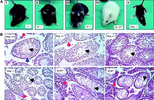 Fig. 2. Pigmentation and testis defects in Slug-deficient mice. / (A) Pigmentation deficiencies in Slug homozygous mutant mice. Wild-type mice (+/+) with no defective pigmentation (i); the characteristic white forehead blaze in Sl/+ and W/+ mice (ii-iii); lack of pigmentation of skin in Sl homozygous mutant mice (Sl/Sld); and Slug homozygous mutant mice with the characteristic white forehead blaze (iv). (B) Histologic analysis of testis of wild-type and Slug mutant mice. Matched testis sections from 6-week-old wild-type mice (Slug +/+), Slug heterozygous mice (Slug +/−), Slug homozygous mice (−/−), Steel-Dickie mice23(Sl/Sld), and W mutant mice (W/Wv) were stained with hematoxylin and eosin. The histologic section of Slug +/+ testis shows the presence of normal seminiferous tubules (blue arrowhead) where germ cell development begins at the periphery of the tubule and where spermatogonia reside. These cells give rise to the progressively more differentiated spermatocytes and spermatids that populate the more superficial tubular layers and ultimately yield mature spermatozoa that can normally be visualized in the tubular lumina (black arrowhead). Leydig cells are present in the interstitial space (red arrowhead). As in Sl/Sld and W/Wv mice, there is an overall reduction in size of the seminiferous tubules in Slug−/− mice, a characteristic that can be also observed in some Slug+/− mice (Slug+/− center with normal tubules versus Slug+/− right with small tubules). In the interstitial space of Slug−/− mice, there is a reduced number of Leydig cells. On the contrary, the interstitial space of Steel-Dickie and W mutant mice testis is disproportionately increased and filled with Leydig cells. Original magnification × 40.