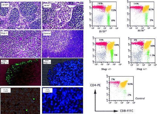 Fig. 4. Deficient T-cell development and apoptosis in thymus of Slug-deficient mice. / Histologic examination was performed on thymus sections from 4-week-old Steel mutant (Sl/Sld), W mutant (W/Wv), wild-type (control), and homozygous mutant (Slug−/−) mice. All sections were stained with hematoxylin and eosin. The normal architecture of control thymus shows the presence of well-defined cortical and medullar regions. This organization is lost in Sl/Sld, W/Wv, and Slug−/− mice. Matched sections from Slug −/− and control mice were subjected to DAPI and TUNEL assay. Increased apoptosis in Slug-deficient animals correlated with thymus atrophy, where the weight of Slug−/− thymus was reduced by approximately 35% compared with that of wild-type mice. On the left, representative analysis of the cells present in the thymus of these mice is shown. Cells isolated from a wild-type (control), a heterozygous mutant (Slug+/−), a homozygous mutant (Slug−/−), a Steel mutant (Sl/Sld), and a W mutant (W/Wv) mouse were stained with the monoclonal antibodies and analyzed by flow cytometry. The percentage of cells is indicated.