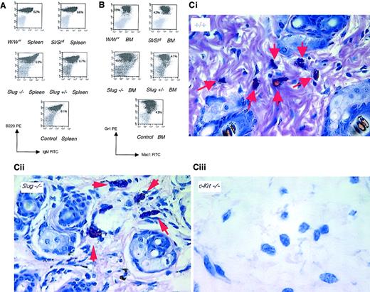 Fig. 5. B-cell, myeloid, and mast cell development in Slug mutant mice. / Representative analysis of B cells and myeloid cells present in the spleen (A) and in the BM (B), respectively. Cells isolated from a wild-type (control), a heterozygous mutant (Slug+/−), a homozygous mutant (Slug −/−), a Steel mutant (Sl/Sld), and a W mutant (W/Wv) mouse were stained with monoclonal antibodies and were analyzed by flow cytometry. Percentage of cells is indicated. (C) Histologic examination was performed on ear sections from 4-week-old wild-type (+/+), homozygous mutant (Slug−/−), and W mutant (c-kit −/−) mice. All sections were stained with Giemsa.33 Arrowheads indicate the presence of mast cells in control and Slug−/− mice but not in W mutant mice. Original magnification × 40.