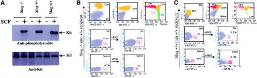 Fig. 6. Defect in Slug mutant mice is intrinsic to the stem cell. / (A) Kit immunoprecipitations from BM-derived mast cells were probed for kit and reprobed for phosphotyrosine. Slug+/−, heterozygous mice; Slug−/−, homozygous mice; Slug+/+, wild-type mice. (B, C) Analysis of the hematopoietic system in normal recipient mice reconstituted with either Slug+/+ HSC or Slug−/− HSC by FACS. BM, spleen, and thymus samples were stained with monoclonal antibodies and were analyzed by flow cytometry. The hematopoietic composition of mice reconstituted with Slug−/− HSC is similar to that for Slug−/−mice. A representative analysis of the c-kit+ cells present in the BM and spleen of normal recipient mice reconstituted with either Slug+/+ HSC or Slug−/− HSC after the induction of hemolytic anemia with PHZ is shown.