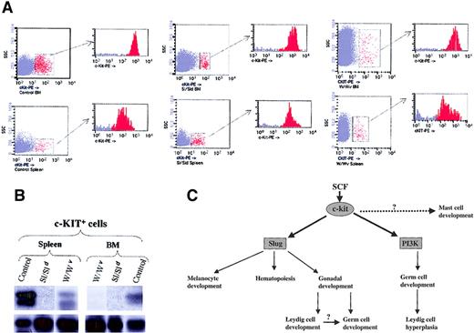 Fig. 7. SCF/c-kit signaling pathway in development. / (A) c-kit+ cells present in the BM and spleen of wild-type (control), Steel mutant (Sl/Sld), and W mutant (W/Wv) after the induction of hemolytic anemia with PHZ. For cell sorter separation, cells were incubated with c-kit-PE and c-kit+ cells sorted by FACS. Sorted cells were then re-analyzed for purity with the cytometer; purity was 95% or greater. (B) Expression of Slug was analyzed by RT-PCR in the purified c-kit+ cells of BM and spleen from control, Sl/Sld, and W/Wv mice. PCR products were transferred to a nylon membrane and analyzed by hybridization with end-labeled internal oligonucleotide probe specific for theSlug gene (upper panel). β-Actin was used to check cDNA integrity and loading (bottom panel). (C) Model of the function of the SCF/c-kit signaling pathway in development. The SCF/c-kit signaling pathway impairs the development of 3 stem populations: melanoblasts, hematopoietic stem cells, and germ cells. Data presented here indicate that Slug contributes to the functions of SCF/c-kit in melanoblasts and hematopoietic cells, though there are Slug-independent aspects of melanocyte development and hematopoiesis. Identification of the molecular mechanism mediating the mast cell defect is still pending. Within the germ cells, SCF/c-kit function is mediated by Slug (this paper) and PI 3-kinase.3536 The impairment of Leydig cell development in the absence of Slug could secondarily affect germ cell maturation.