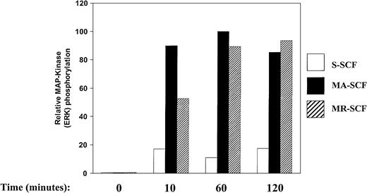 Fig. 4. Sustained and enhanced activation of MAP kinase (ERK) in G1E-ER2 cells by membrane isoforms of SCF. / Factor-starved G1E-ER2 cells were cocultured with mitomycin C–treated stromal cells expressing S-SCF, MA-SCF, or MR-SCF for indicated time points. Subsequently, at various times, cell lysates were collected and subjected to Western blot analysis with a rabbit anti–phospho MAP kinase antibody. Bars show the relative phosphorylation of ERK. Data are presented relative to the phosphorylation of ERK by MA-SCF after 60 minutes (with the level at 60 minutes taken as 100). These experiments were performed at least 3 times with similar results.