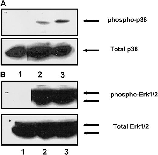 Fig. 5. Specificity of inhibition of ERK and p38 MAP kinase by PD98059 and SB203580, respectively. / (A) Starved G1E-ER2 cells were left untreated (lane 1) or stimulated with SCF (lane 2) or pretreated with the ERK inhibitor PD98059 for an hour and then stimulated with SCF (lane 3). Arrow in the top panel indicates phosphorylated p38. Bottom panel shows total p38 in each lane. (B) Starved cells were left untreated (lane 1) or stimulated with SCF (lane 2) or pretreated with the p38 inhibitor SB203580 for an hour and then stimulated with SCF (lane 3). Arrow in the top panel indicates phosphorylated ERK1/2. Bottom panel shows total ERK1/2 protein in each lane.