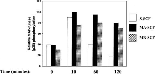 Fig. 7. Sustained activation of MAP kinase (p38) in G1E-ER2 cells by membrane isoforms of SCF. / Factor-starved G1E-ER2 cells were cocultured with mitomycin C–treated stromal cells expressing S-SCF, MA-SCF, or MR-SCF for indicated time points. Subsequently, at various times, cell lysates were collected and subjected to Western blot analysis with a rabbit anti–phospho p38 MAP kinase antibody. Bars demonstrate the relative phosphorylation of p38. Data are presented relative to the phosphorylation of p38 by SCF-MA after 10 minutes (with the level at 10 minutes taken as 100). These experiments were performed 2 times with similar results.
