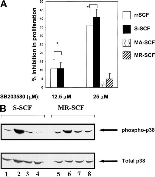 Fig. 8. Differential inhibition in proliferation of G1E-ER2 cells by p38 inhibitor and stromal cells expressing different isoforms of SCF. / G1E-ER2 cells were cocultured for 48 hours with mitomycin C–treated stable stromal cell transfectants expressing S-SCF, MA-SCF, MR-SCF, or rrSCF in the absence or presence of indicated concentrations of the p38 inhibitor SB203580. (A) Proliferation was measured by thymidine incorporation assay. Bars denote the mean inhibition in proliferation (± SEM) of 2 independent experiments in the presence of an increasing concentration of SB203580 performed in replicates of 6. *P < .05 S-SCF and rrSCF (12.5 and 25 μM) versus MA-SCF (12.5 and 25 μM) and MR-SCF (12.5 and 25 μM). (B) Level of p38 inhibition in G1E-ER2 cells treated with 12.5 or 25 μM SB203580 and stimulated with soluble SCF or MR-SCF. Lanes 1 and 5: unstimulated G1E-ER2 cells. Lanes 2 and 6: G1E-ER2 cells stimulated with soluble SCF and MR-SCF, respectively. Lanes 3 and 7: 12.5 μM SB203580 pretreated G1E-ER2 cells stimulated with soluble and MR-SCF, respectively. Lanes 4 and 8: 25 μM SB203580 pretreated G1E-ER2 cells stimulated with soluble and MR-SCF, respectively. Arrows indicate the phosphorylated and total p38 protein.