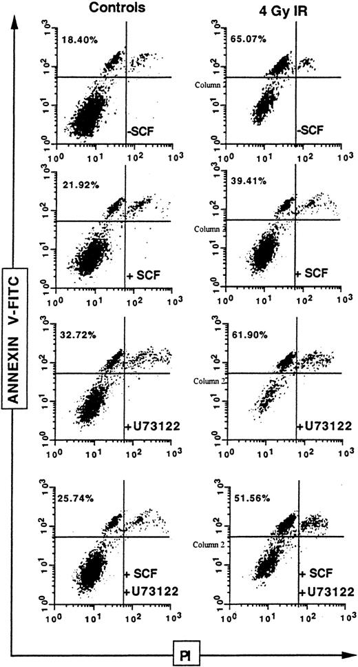 Fig. 9. Influence of U73122 on SCF inhibitory effect on ionizing radiation-induced apoptosis on primary CD34+ cells. / Human CD34+ bone marrow cells were pretreated or not with U73122 alone (1 μM; 1 hour) or with SCF alone (200 ng/mL; 30 minutes) or with U73122 and SCF, then irradiated at 4 Gy. Phosphatidylserine externalization, as assessed by the binding of annexin V–FITC on the propidium iodide–negative population, was evaluated after 24 hours.