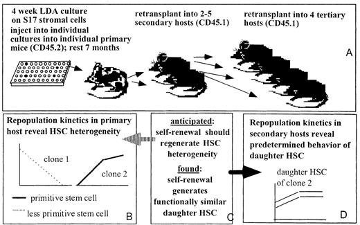 Fig. 1. Outline of the approach. / (A) Experimental approach. (B) Findings in primary hosts. (C) Hypothesis tested, as described in “Introduction.” (D) Results of serial transplantation of HSC clones.