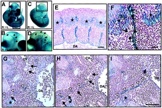 Fig. 1. Ephrin-B2 expression in the embryonic vascular system. / (A-B) Ephrin-B2 expression was detected by whole-mount X-gal staining of ephrin-B2LacZ/+ mouse embryos32 at E11.5. (C-D) The vascular network of E11.5 mouse embryos is visualized by Tie-2 expression. To detect Tie-2 expression, whole-mount X-gal staining of Tie-2 promoter(p)-LacZ mouse embryos generated from crossing CAG-CAT-Z indicator TG mice42 and Tie-2p Cre mice was performed.33 Panels B and D show higher magnification views of the black square in the head region of panels A and C, respectively. Arrows in panels B and D indicate internal carotid artery (ICA), and open arrowheads in panel D indicate anterior cardinal vein (ACV). Panels E and F show X-gal staining of cross sections of embryos representing the blue square in panel A. Stars show ephrin-B2 expression in the caudal region of somites. A higher magnification of the intersomitic region is shown in panel F. Arrows indicate that there is no ephrin-B2 staining in vessels between ephrin-B2+arteries (arrowheads) and ephrin-B2+ somites (stars). (G-I) Serial cross sections of the E11.5 mouse vascular system in trunk region of ephrin-B2LacZ/+ mouse. X-gal staining shows that ephrin-B2+ vessel (arrowheads) is sprouted from dorsal artery (DA), while ephrin-B2− vessel (arrows) is sprouted from cardinal vein (CV). Sections were counterstained with nuclear fast red. Bars indicate 100 μm in panels E and G-I; 50 μm in panel F.