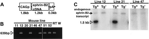 Fig. 2. Generation of CAGp-ephrin-B2 Tg mice. / (A) The structure of the CAGp-ephrin-B2-pA transgene cassettes used to generate transgenic mice. CAGp indicates the CAG promoter and pA the polyadenylation signal. (B) To detect the transgene, PCR analysis of genomic DNA was performed. Bands of the predicted size were detected in mouse lines 12, 21, and 47 and in the 2 dead founders, no. 51 and no. 52, indicating that they are transgenic. As a positive control, cDNA from E9.5 mouse embryos (RT) was used, while genomic DNA from wild-type mice (W) was used as a negative control. (C) Total RNA was prepared from the ear of F1 offspring of the lines 12, 21, and 47 of CAGp-ephrin-B2 Tg mice, respectively. Twenty micrograms RNA was loaded in each lane, and the blot was probed with mouse ephrin-B2 cDNA. Lines 12 and 21 represent high-expressing lines (arrowhead in C), while line 47 represents a nonexpressing line. There is no transgene expression in the ear tissue of nontransgenic littermates of these lines. An arrow indicates the endogenous ephrin-B2 transcript.