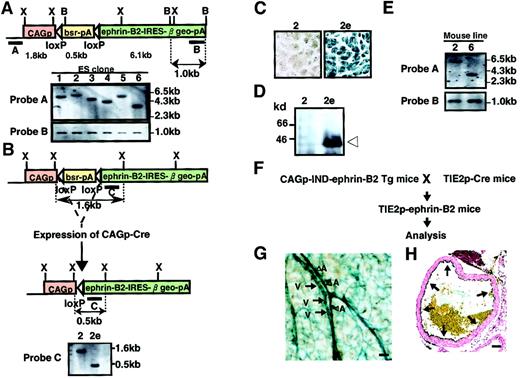 Fig. 3. Generation of CAGp-IND-ephrin-B2 Tg mice. / (A) Representation of the Southern blot analysis of ES cell clone nos. 1-6. ES cell lines carrying a single copy of the CAGp-IND-ephrin-B2 vector fragment were established by Southern blot analysis ofXbaI-digested (upper) and BamHI-digested (lower) genomic DNA from each ES cell clone. Shown are restriction enzyme sites (B, BamHI; X, XbaI). Bars A and B indicate the location of probes for Southern blot analysis. Horizontal open arrowheads represent loxP sites. CAGp, CAG promoter; bsr, Blasticidin resistance gene; pA, polyadenylation signals. (B) To allow ephrin-B2 expression, selected cell clones were electroporated with the Cre expression vector, CAGp-Cre, and selected in G418. Representation of the Southern blot analysis ofXbaI-digested genomic DNA from the parental no. 2 clone (left) and its no. 2e subclone (right) in which the Blasticidin resistance gene is deleted by Cre-induced recombination. The expected fragment sizes are indicated in panels A and B. (C) X-gal staining of ES clone and its subclone shown in panel B. (D) Immunodetection of ephrin-B2 protein of ES clones (2 and subclone 2e) shown in panels B and C. Extracts (10 μg protein) from ES cells were used for Western blotting with an anti–ephrin-B2 antibody. (E) Southern blot analysis of XbaI-digested genomic DNA from F1 male mouse of lines no. 2 and no. 6 using probe A and B in panel A for analyzing the germline transmission. (F) Schematic representation of the experiment. To allow ephrin-B2 expression regulated by the Tie-2 promoter in vivo, CAGp-IND-ephrin-B2 Tg mice were crossed with Tie-2p-Cre mice.33 (G) X-gal staining of vessels in the skin of Tie-2p-ephrin-B2 Tg mice. Blue color indicates that ephrin-B2 is expressed in both arteries (A and arrowheads) and veins (V and arrows). (H) X-gal staining of the ascending aorta of Tie-2p-ephrin-B2 Tg mice. Arrows indicate that ephrin-B2 (blue color) was specifically expressed in endothelial cells. Bars indicate 50 μm.
