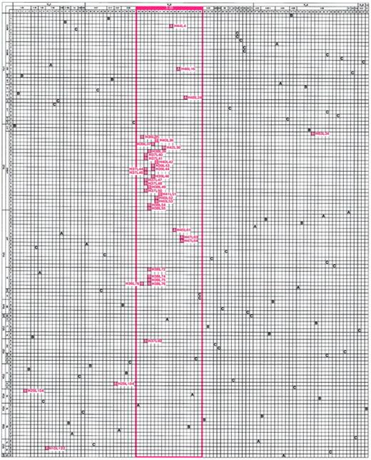 Fig. 1. Matrix illustrating the genetic composition of platelet autoantibodies. / The horizontal axis represents the unique γ heavy chains (H01 through H98) and the vertical axis represents the unique κ and λ light chains (L01 through L124) used by antibodies cloned and sequenced from the patients with ITP and the control patient. The letter at the intersection of a heavy-chain–light-chain pair indicates the composition of a platelet-reactive (red box) or platelet-unreactive (clear box) antibody isolated from ITP patient A or B or control patient C. For positive clones, H and L designations are indicated. The order of heavy chains (left to right) and light chains (top to bottom) was determined by multiple alignments based on amino acid similarity and then grouped by putative Ig variable-region germline gene and germline gene family. Note the marked predominant use of the VH3-30 germline gene to encode platelet-binding antibodies in both patient repertoires (red-framed area).