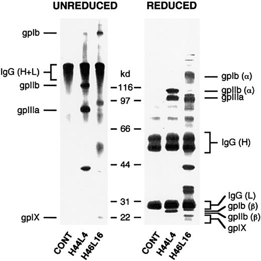Fig. 4. Determination of platelet autoantibody specificity by immunoprecipitation. / Biotinylated platelets solubilized after incubation with recombinant Fabs and antigen-Fab complexes were captured on Protein L dextran beads. Immunoprecipitated material was separated by sodium dodecyl sulfate–polyacrylamide gel electrophoresis under nonreducing (left) or reducing (right) conditions, transferred to nitrocellulose, and detected with enzyme-labeled avidin-biotin complexes. Shown in this figure are results with ITP patient A–derived antibodies H44L4 and H46L16. Note that the presence of polypeptide bands with a relative molecular weight of about 150 kd (unreduced) and about 50 kd and 25 kd (reduced) represent platelet-bound autologous IgG that was biotinylated during the platelet-labeling procedure and coprecipitated by Protein L.