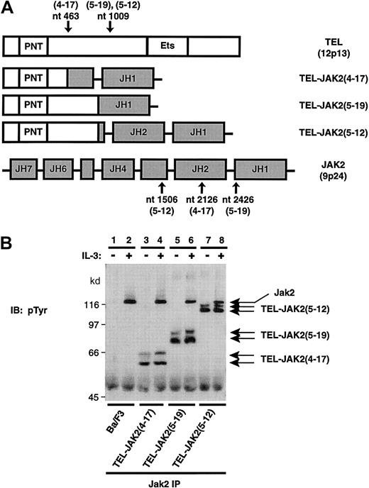 Fig. 1. TEL-JAK2 fusion proteins are constitutively tyrosine phosphorylated in Ba/F3 cells. / (A) The characterized TEL-JAK2 fusions and the wild-type forms of TEL and JAK2. The breakpoints involved in the TEL-JAK2 chromosomal translocations are indicated by arrows. The TEL-JAK2(4-17) translocation fused nucleotide (nt) 463 of TEL to nt 2126 of JAK2, whereas TEL-JAK2(5-19) and TEL-JAK2(5-12) resulted in the fusion of TEL nt 1009 to JAK2 nt 2426 and JAK2 nt 1506, respectively. The 3 fusion proteins also contain a Myc-tag at the carboxy (C-) terminus. (B) Ba/F3 cells expressing the indicated TEL-JAK2 constructs were depleted of cytokine and then stimulated in the presence (+) or absence (−) of 10 ng/mL IL-3. IPs were performed with a pan-JAK antibody, and tyrosine-phosphorylated proteins were detected by IB with pTyr antibody.