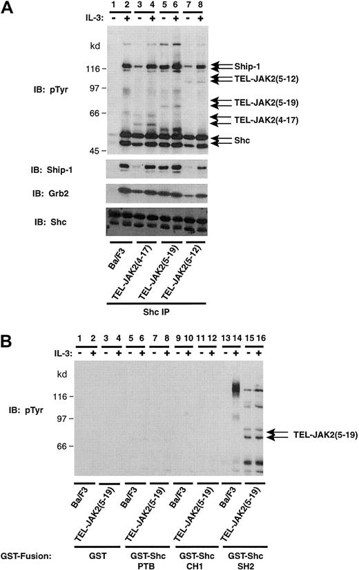 Fig. 3. TEL-JAK2 expression results in constitutive tyrosine phosphorylation of Shc and association with the SH2 domain of Shc. / (A) Ba/F3 and Ba/F3-TEL-JAK2 cell lines were depleted of cytokine and then stimulated in the presence (+) or absence (−) of IL-3. IPs were performed using a Shc antibody, and tyrosine-phosphorylated proteins were detected by pTyr IB (upper panel). Total Ship-1, Grb2, and Shc proteins were detected upon reprobing with Ship-1, Grb2, and Shc antibodies, respectively (lower panels). (B) Ba/F3 and Ba/F3-TEL-JAK2(5-19) cells were depleted of cytokine and then stimulated in the presence (+) or absence (−) of IL-3. GST in vitro mixes were performed using 5 μg GST (lanes 1-4), GST-Shc PTB domain (lanes 5-8), GST-Shc CH1 domain (lanes 9-12), or GST-Shc SH2 domain (lanes 13-16). Tyrosine-phosphorylated proteins were detected by pTyr IB.