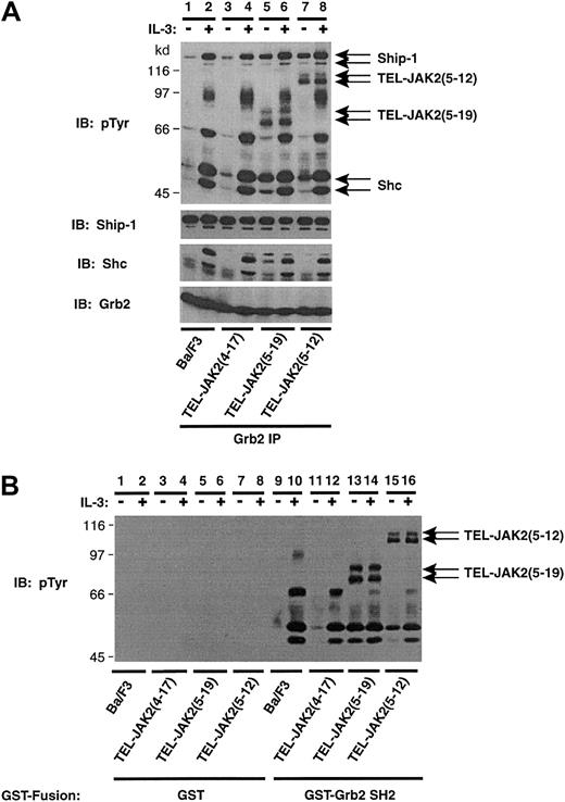 Fig. 4. Grb2 constitutively associates with TEL-JAK2 fusions through the SH2 domain of Grb2. / (A) Ba/F3 and Ba/F3-TEL-JAK2 cell lines were depleted of cytokine and then stimulated in the presence (+) or absence (−) of IL-3. IPs were performed using a Grb2 antibody, and tyrosine-phosphorylated proteins were detected by pTyr IB (upper panel). Total Ship-1, Shc, and Grb2 proteins were detected upon reprobing with Ship-1, Shc, and Grb2 antibodies, respectively (lower panels). (B) Ba/F3 and Ba/F3-TEL-JAK2 cell lines were depleted of cytokine and stimulated in the presence (+) or absence (−) of IL-3. GST in vitro mixes were performed using 5 μg GST (lanes 1-8) or GST-Grb2 SH2 domain (lanes 9-16). Tyrosine-phosphorylated proteins were detected by IB with a pTyr antibody.