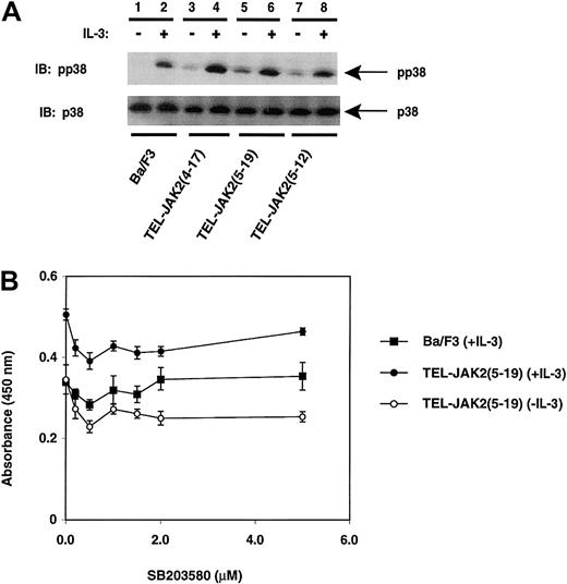 Fig. 6. TEL-JAK2 expression results in constitutive phosphorylation of p38. / Ba/F3 and Ba/F3-TEL-JAK2 cell lines were depleted of cytokine and then stimulated in the presence (+) or absence (−) of IL-3. Phosphorylated p38 was detected by IB lysates with a phosphorylation-specific p38 antibody (pp38) (upper panel). Total p38 was detected upon reprobing with a p38 antibody (lower panel). (B) A total of 2000 Ba/F3 cells (closed squares) and Ba/F3-TEL-JAK2(5-19) cells in the absence of IL-3 (open circles) or Ba/F3-TEL-JAK2(5-19) in the presence of IL-3 (closed circles) were seeded into 96-well plates containing media of increasing SB203580 concentration. The cells were incubated for 48 hours at 37°C prior to the addition of XTT and PMS. Absorbance was read at 450 nm following 4 hours of incubation at 37°C.