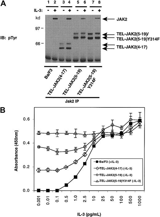 Fig. 8. Expression of TEL-JAK2(5-19)Tyr314Phe in Ba/F3 cells does not affect factor-independent growth. / (A) Ba/F3 cells expressing the indicated TEL-JAK2 constructs were depleted of cytokine and then stimulated in the presence (+) or absence (−) of 10 ng/mL IL-3. IPs were performed with a pan-Jak antibody, and tyrosine-phosphorylated proteins were detected by IB with pTyr antibody. (B) A total of 2000 Ba/F3 cells (closed squares) and Ba/F3 cells expressing TEL-JAK2(4-17) (open diamonds), TEL-JAK2(5-19) (open circles), and TEL-JAK2(5-19)Tyr314Phe (open triangles) constructs were seeded into 96-well plates containing media of increasing IL-3 concentration. The cells were incubated for 48 hours at 37°C prior to the addition of XTT and PMS. Absorbance was read at 450 nm following 4 hours of incubation at 37°C.
