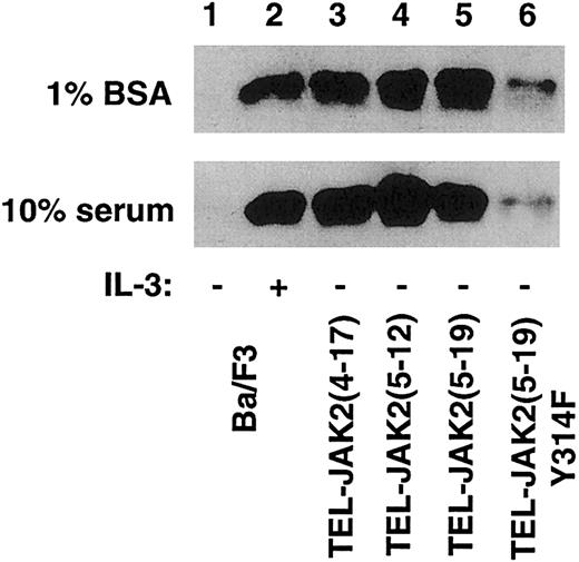 Fig. 10. TEL-JAK2(5-19)Tyr314Phe displays impaired Ras activation. / Ba/F3 and the indicated Ba/F3-TEL-JAK2 cell lines were cultured in RPMI containing 1% bovine serum albumin (upper panel) or RMPI supplemented with 10% fetal bovine serum (lower panel). Ba/F3 cells were depleted of cytokine and incubated in the presence or absence of IL-3 prior to lysis. Lysates were mixed with a GST-Raf fusion protein, and an anti-Ras Western blot was performed.