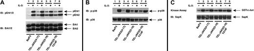 Fig. 11. TEL-JAK2(5-19)Tyr314Phe does not alter constitutive activation of ERK1/2, p38, or SAPK/JNK. / (A) Ba/F3 and the indicated Ba/F3-TEL-JAK2 cell lines were depleted of cytokine and then stimulated in the presence (+) or absence (−) of IL-3. Phosphorylated ERK1 and ERK2 were detected by IB lysates with an antibody specific for phosphorylated ERK1/2 (pERK1/2) (upper panel). Total ERK1/2 was detected upon reprobing (lower panel). (B) The indicated cell lines were depleted of cytokine and then stimulated in the presence (+) or absence (−) of IL-3. Phosphorylated p38 was detected by IB lysates with a phosphorylation-specific p38 antibody (pp38) (upper panel). Total p38 was detected upon reprobing (lower panel). (C) The indicated cell lines were depleted of cytokine and then stimulated in the presence (+) or absence (−) of IL-3. SAPK was immunoprecipitated, and an in vitro kinase assay was performed using GST–c-Jun as substrate. Reaction mixtures were resolved by SDS-PAGE, and radiolabeled proteins were detected by PhosphorImager analysis (upper panel). Total SAPK was detected by IB with a SAPK antibody (lower panel).
