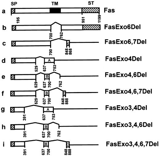 Fig. 2. Schematic representation of human Fas cDNAs structure. / The coding regions are represented as boxes; hatched, signal sequence (SP); dark shaded, transmembrane (TM) region; cross-hatched, signal transducing domain (ST); white boxes, sequences corresponding to the Fas protein; white boxes labeled A, B, and C correspond to sequences generated by a different reading frame. The nomenclature used to describe the variant Fas cDNAs corresponds to terminology proposed previously.25