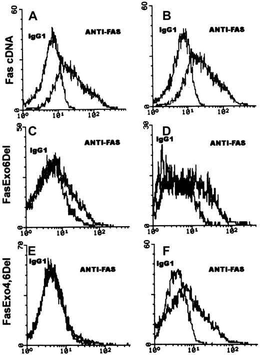 Fig. 4. Flow cytometry analysis of expression of Fas on COS cells transfected with Fas cDNAs. / COS cells were transfected with either the Fas cDNA, FasExo,6Del cDNA, or FasExo4,6Del cDNA and individual colonies were isolated. Single-cell suspensions were stained with either fluorescein isothiocyanate (FITC)–conjugated IgG1 isotype control mAb or FITC-conjugated anti-Fas mAb. Cytoplasmic staining was carried out by fixation of the cells with 0.5% paraformaldehyde and permeabilization with 0.1% Triton X-100 to allow entry of the antibody. Panels on the left represent surface staining; panels on the right represent cytoplasmic staining. The representative histograms show the specific binding (anti-Fas) and nonspecific binding (IgG1) as indicated.
