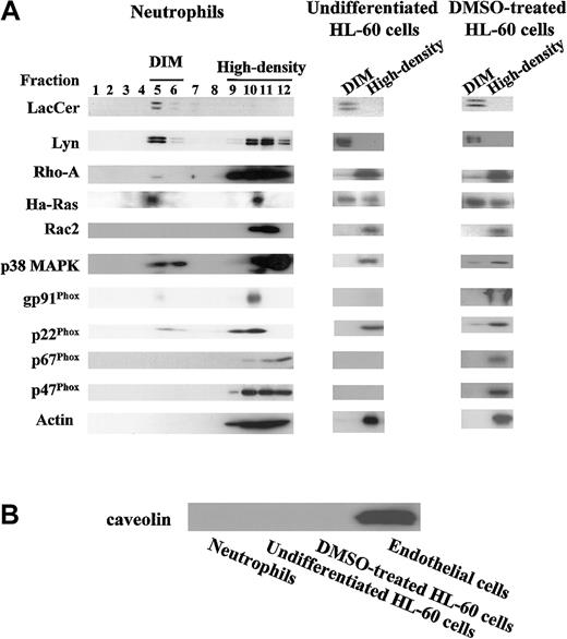 Fig. 3. Distribution patterns of LacCer, transducer molecules, and NADPH oxidase components in fractions separated by sucrose density gradient centrifugation. / (A) Neutrophils, undifferentiated, and DMSO-treated HL-60 cells were lysed in the Triton X-100–contained lysis buffer, homogenized, and subjected to sucrose density gradient centrifugation. A series of 1 mL fractions were taken starting from the top and subjected to HPTLC (LacCer) or SDS-PAGE/immunoblotting (transducer molecules, NADPH oxidase components, and actin), respectively. DIM and high-density in undifferentiated and DMSO-treated HL-60 cells represent the mixture of fractions 5 and 6 and the mixture of fractions 9 to 12, respectively. (B) Neutrophils, undifferentiated and DMSO-treated HL-60 cells, and human umbilical vein endotheial cells (Endothelial cells) were lysed in the lysis buffer B, and the postnuclear supernatants of these cells were subjected to SDS-PAGE/immunoblotting with anticaveolin IgG.