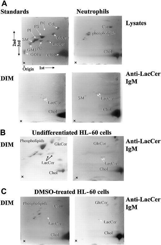 Fig. 4. Two-dimensional HPTLC analysis of lipid components in DIM fractions of neutrophils, undifferentiated, and DMSO-treated HL-60 cells. / Lipid compositions of neutrophils, undifferentiated, and DMSO-treated HL-60 cells were analyzed by 2-dimensional HPTLC, and 10-cm thin-layer chromatography (TLC) plates were sprayed with primulin. 1st, 2nd, and 3rd arrows indicate the directions of the first, second, and third chromatographic runs, respectively. Lysate indicates whole cell lysates of neutrophils; DIM, fraction 5; anti-LacCer IgM, immunoprecipitated fraction of DIM with anti-LacCer Huly-m13; standards, standard lipids; PE, phosphatidylethanolamine; PS, phosphatidylserine; PC, phosphatidylcholine; GlcCer, glucosylceramide; Cer, ceramide; SM, sphingomyelin; Chol, cholesterol; GM3, NeuAc3Ga14Glc1Cer; GD1a, IV3NeuNAcII3NeuNAcGgOse4Cer.