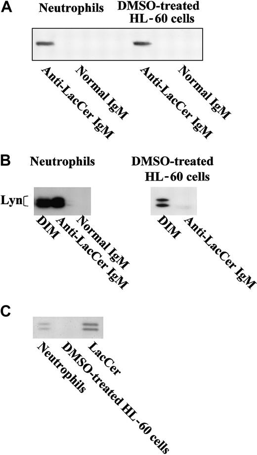 Fig. 5. Association of Lyn with LacCer in neutrophils but not DMSO-treated HL-60 cells. / (A) DIM fractions of neutrophils and DMSO-treated HL-60 cells were immunoprecipitated with mouse anti-LacCer antibody Huly-m13 (anti-LacCer IgM) or normal mouse IgM (normal IgM). After extraction with chloroform/methanol (2/1) solution and purification using Bond Elut-C18 packed columns, aliquots of the immunoprecipitants were also analyzed by immunoslot blotting using anti-LacCer mAb Huly-m13. (B) Immunoprecipitants with Huly m-13 shown in panel A were also analyzed by SDS-PAGE/immunoblotting using rabbit anti-Lyn IgG. (C) DIM of neutrophils or DMSO-treated HL-60 cells was immunoprecipitated with mouse anti-Lyn monoclonal IgG and subjected to HPTLC, followed by staining of LacCer with primulin. LacCer indicates LacCer standard.