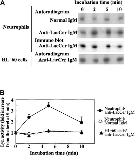 Fig. 8. T5A7-induced Lyn activation in neutrophils. / (A) Neutrophils and DMSO-treated HL-60 cells were incubated in normal IgM–coated (normal IgM) or anti-LacCer IgM T5A7–coated (anti-LacCer IgM) 10 cm dishes at 37°C for indicated periods. Kinase activity was measured by in vitro autophosphorylation as described in “Materials and methods.” Data show the representative time course of 3 independent experiments. To evaluate the recovery of Lyn, the blotted membrane using anti-LacCer IgM T5A7–induced neutrophils was probed with rabbit anti-Lyn IgG (immunoblot). (B) Phosphorylation of Lyn was calculated by scanning the signals of phosphorylated and recovered Lyn by Scion image. The Lyn activity is expressed as fold increase compared with that of cells kept on ice (0 minute). Each point shows the mean ± SD of 3 independent experiments.