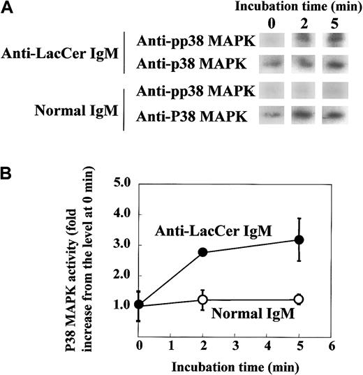 Fig. 9. T5A7-induced p38 MAPK activation in neutrophils. / (A) Neutrophils were incubated in anti-LacCer IgM T5A7–coated (anti-LacCer IgM) or normal IgM–coated (normal IgM) 10 cm dishes at 37°C for indicated periods. After incubation, lysates were prepared and immunoprecipitated by rabbit anti–p38 MAPK IgG, followed by SDS-PAGE and electroblotting. The membranes were probed with mouse anti–pp38 MAPK IgM (pp38 MAPK). Further, membranes were reprobed with rabbit anti–p38 MAPK IgG (p38 MAPK). (B) Phosphorylation of p38 MAPK was calculated by scanning the signals of phosphorylated and recovered p38 MAPK by Scion image. The activity of p38 MAPK is expressed as fold increase compared with that of cells kept on ice (0 minute). Each point shows the mean ± SD of independent 3 experiments.