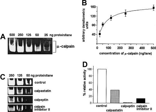 Fig. 1. Casein zymography allows for specific, semiquantitative estimation of the μ-calpain activity. / Dilutions of commercial rabbit red blood cell μ-calpain (25, 50, 125, 250, 500 ng per well) were processed by casein zymography with or without preincubation with either calpeptin or calpastatin or calpain inhibitor II at concentrations indicated in “Patients, materials, and methods.” (A) Representative casein zymogram showing reduction of the band intensity proportional to reduced concentration of the enzyme. (B) A “dose-effect” curve relating concentration of the enzyme (x-axis, amount per lane) to the intensity of the casein-cleavage bands measured densitometrically (y-axis, arbitrary units); the relation allows for reliable estimation of relative activity of calpain in the range of 25 to 250 ng per lane. The curve summarizes 3 experiments and shows mean densities (AU) ± SD. (C,D) Inhibitory effect of calpeptin, calpastatin, and calpain inhibitor II on the activity of μ-calpain (50 to 250 ng per lane) estimated by casein zymography: a representative zymogram (C) and a bar graph (D) summarizing 3 experiments for the μ-calpain concentration of 50 ng per lane; bars represent arithmetic means (D).